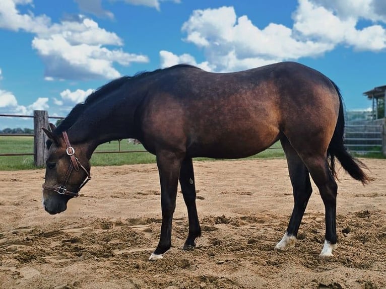 American Quarter Horse Merrie 3 Jaar 143 cm Buckskin in Kronsmoor