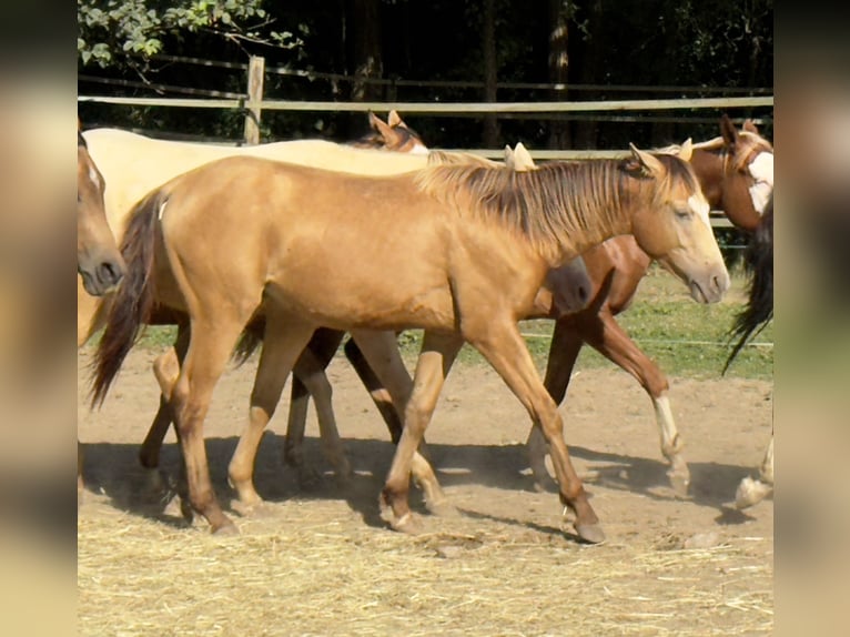 American Quarter Horse Merrie 3 Jaar 143 cm Champagne in Waldshut-Tiengen