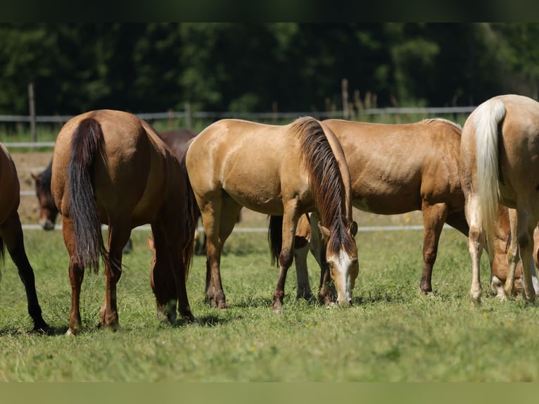 American Quarter Horse Merrie 3 Jaar 143 cm Champagne in Waldshut-Tiengen