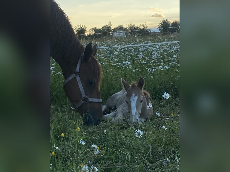 American Quarter Horse Merrie 3 Jaar 143 cm Roan-Red in Blaubeuren