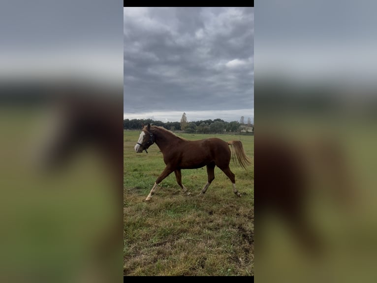 American Quarter Horse Merrie 3 Jaar 145 cm Champagne in Latina
