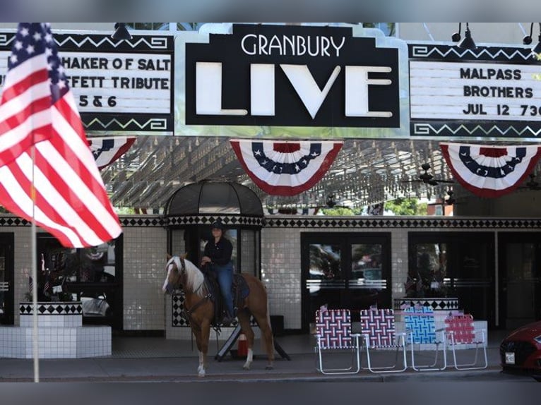 American Quarter Horse Merrie 3 Jaar 145 cm Palomino in Granbury TX