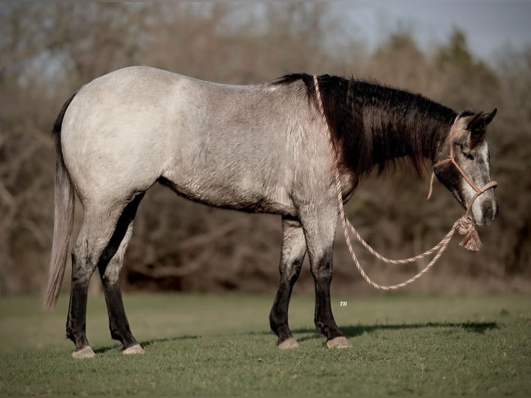 American Quarter Horse Merrie 3 Jaar 145 cm Roan-Blue in Weatherford