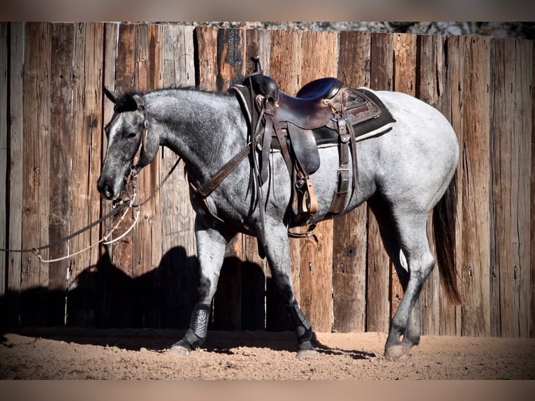 American Quarter Horse Merrie 3 Jaar 145 cm Roan-Blue in Weatherford