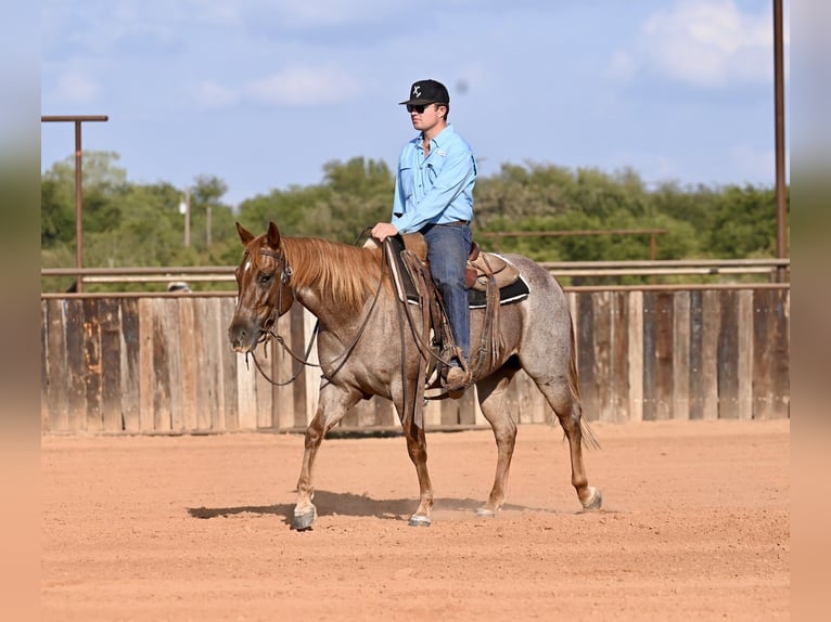 American Quarter Horse Merrie 3 Jaar 145 cm Roan-Red in Waco