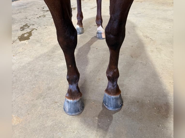 American Quarter Horse Merrie 3 Jaar 145 cm Roodvos in Waco