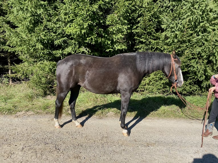 American Quarter Horse Merrie 3 Jaar 145 cm Schimmel in Kammlach American Quarter Horse Merrie 3 Jaar 145 cm Schimmel in Kammlach