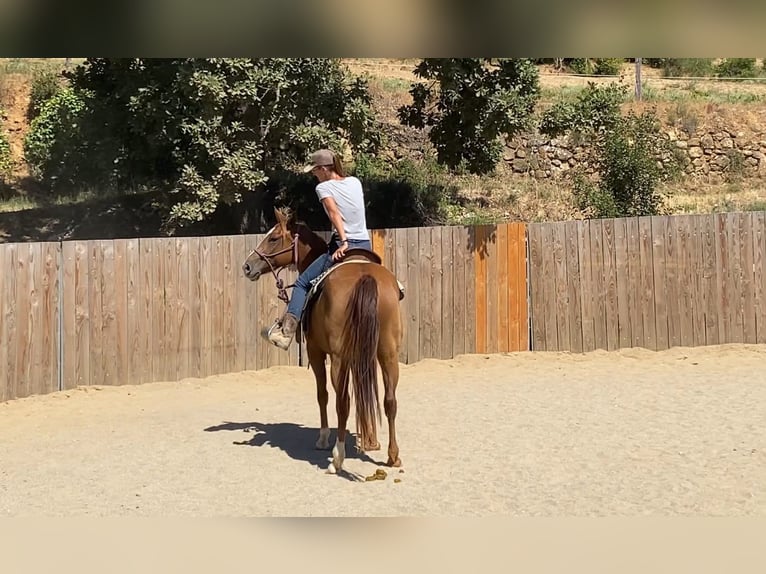 American Quarter Horse Merrie 3 Jaar 145 cm Vos in Montgaillard