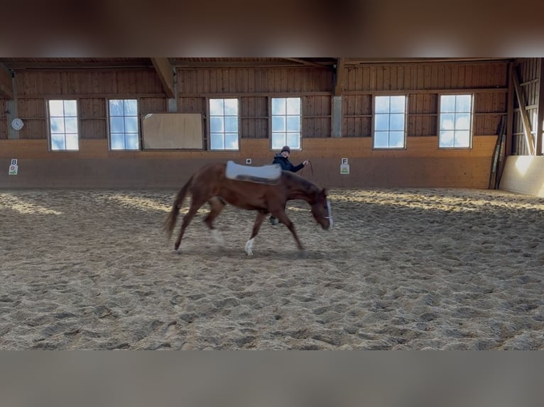 American Quarter Horse Merrie 3 Jaar 146 cm Donkere-vos in AalenAalen