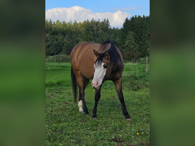 American Quarter Horse Merrie 3 Jaar 146 cm Falbe in Halfing