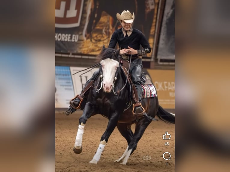 American Quarter Horse Merrie 3 Jaar 146 cm Falbe in Halfing