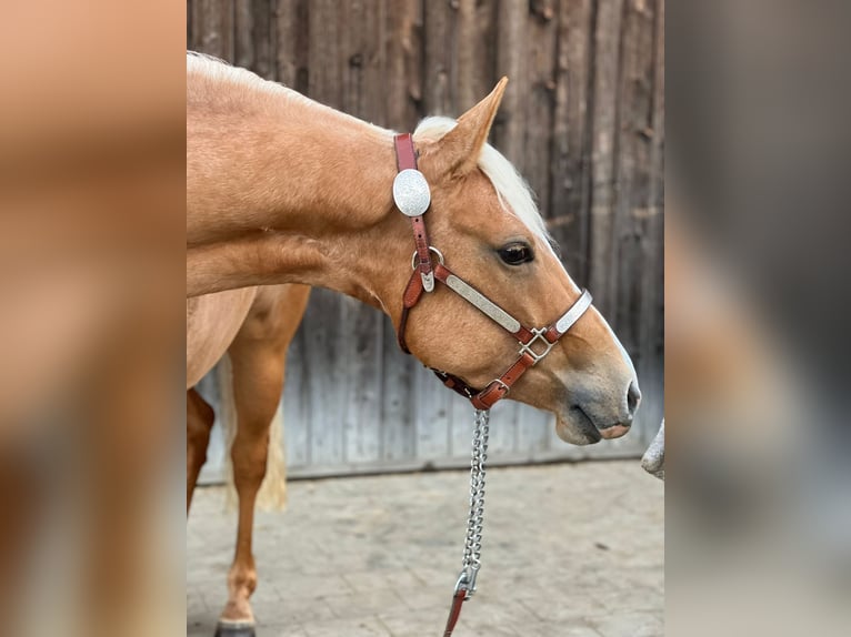 American Quarter Horse Merrie 3 Jaar 146 cm Palomino in Tannheim
