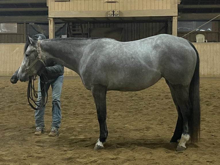 American Quarter Horse Merrie 3 Jaar 146 cm Schimmel in Irmtraut