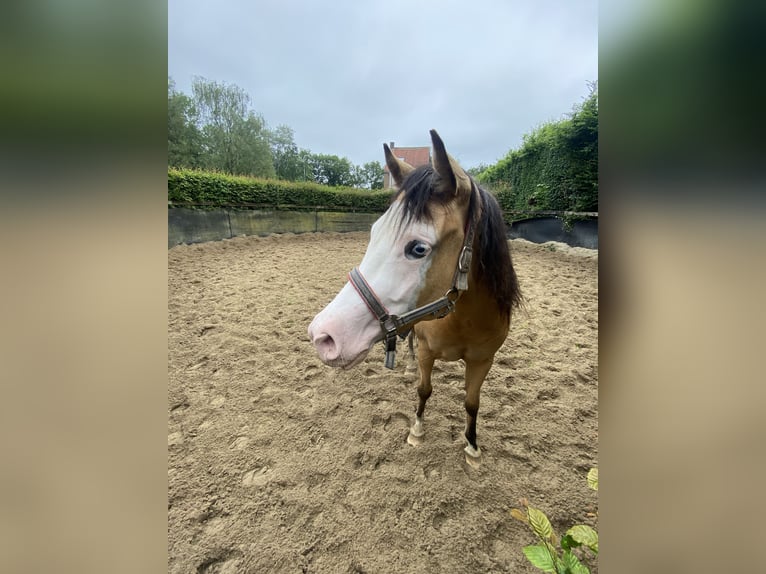 American Quarter Horse Merrie 3 Jaar 147 cm Buckskin in Lille