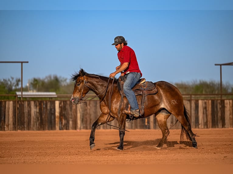 American Quarter Horse Merrie 3 Jaar 147 cm in Waco, TX