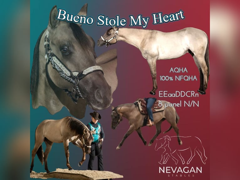 American Quarter Horse Merrie 3 Jaar 147 cm Grullo in Kallo