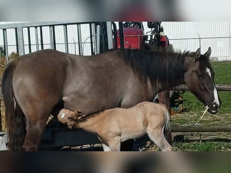 American Quarter Horse Merrie 3 Jaar 147 cm Grullo in Kallo
