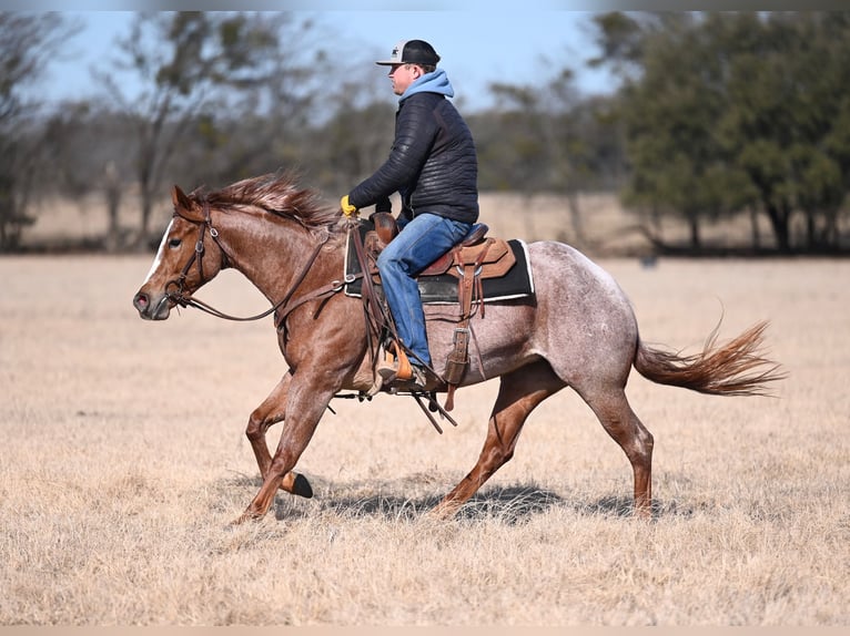 American Quarter Horse Merrie 3 Jaar 147 cm Roan-Red in Waco