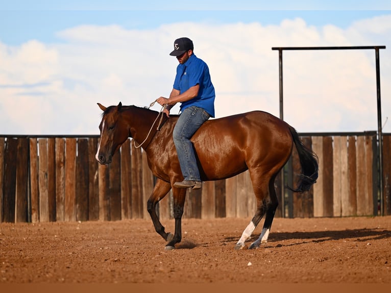 American Quarter Horse Merrie 3 Jaar 147 cm Roodbruin in Waco, TX