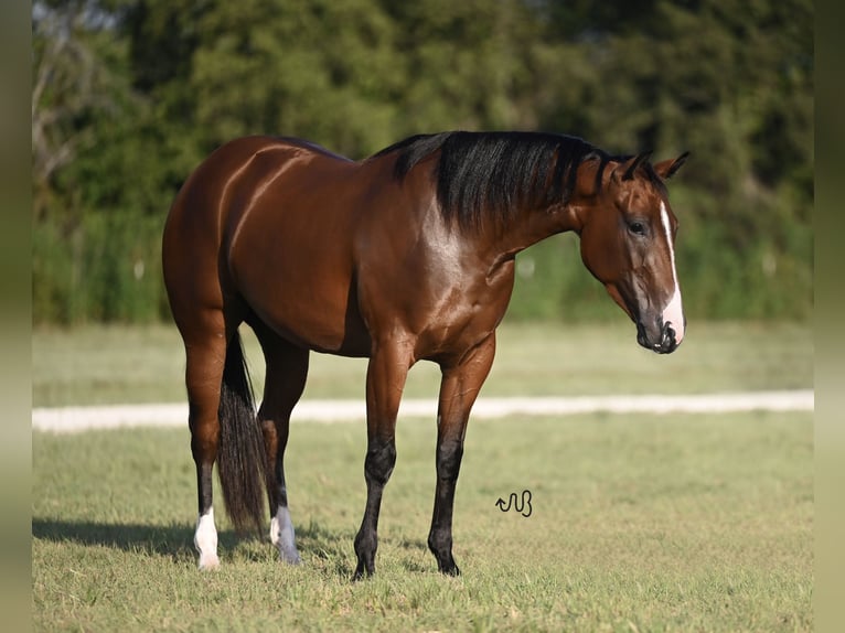 American Quarter Horse Merrie 3 Jaar 147 cm Roodbruin in Waco, TX