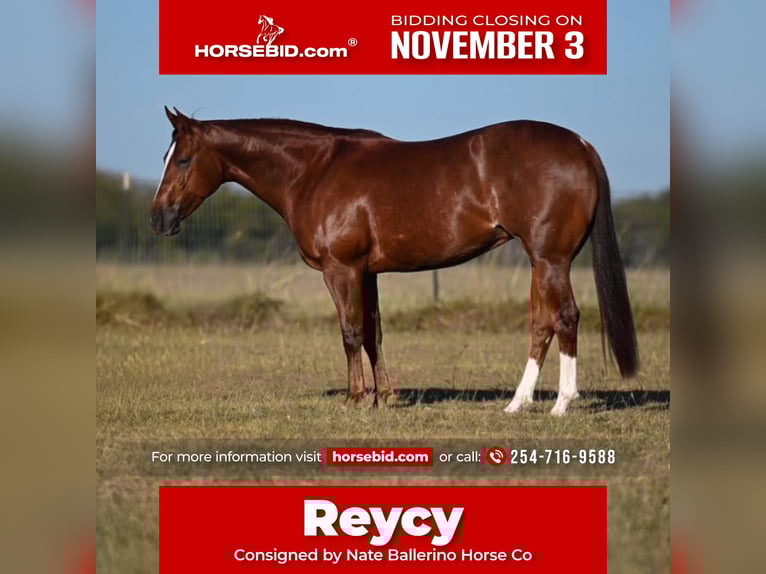 American Quarter Horse Merrie 3 Jaar 147 cm Roodvos in Waco American Quarter Horse Merrie 3 Jaar 147 cm Roodvos in Waco