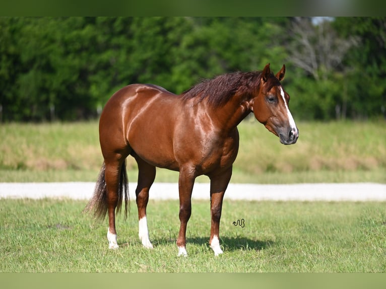 American Quarter Horse Merrie 3 Jaar 147 cm Roodvos in Waco