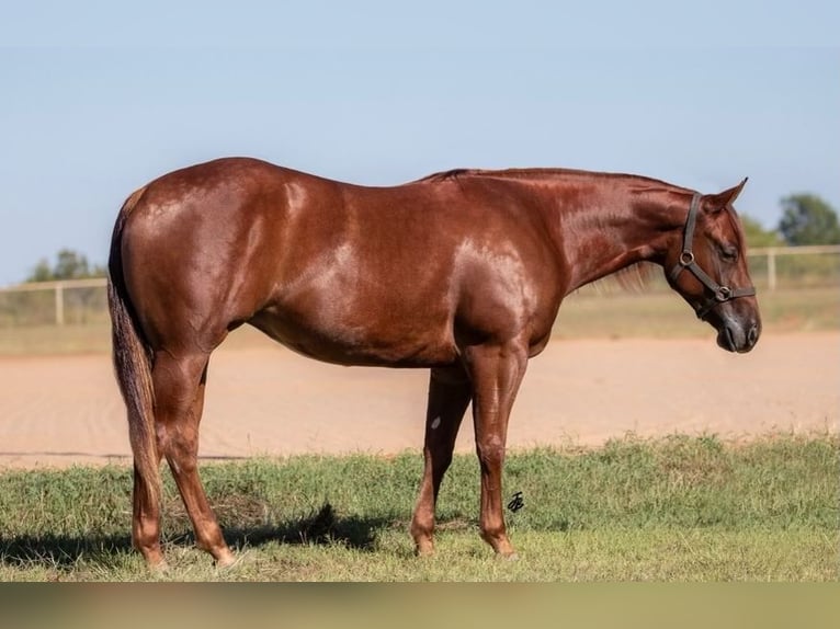 American Quarter Horse Merrie 3 Jaar 147 cm Roodvos in Cottage Grove, MN
