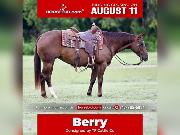 American Quarter Horse Merrie 3 Jaar 147 cm Roodvos in Waco, TX