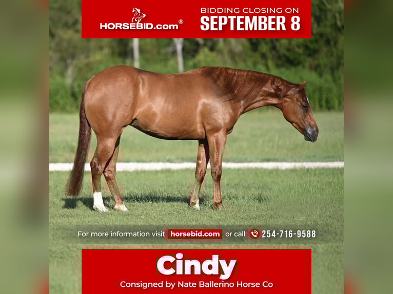 American Quarter Horse Merrie 3 Jaar 147 cm Roodvos in Waco, TX
