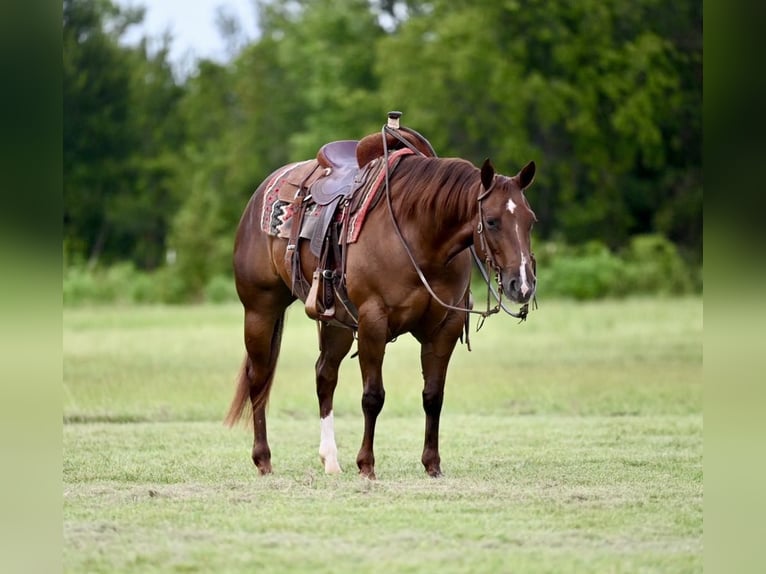 American Quarter Horse Merrie 3 Jaar 147 cm Roodvos in Waco, TX