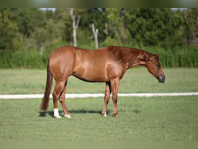 American Quarter Horse Merrie 3 Jaar 147 cm Roodvos in Waco, TX