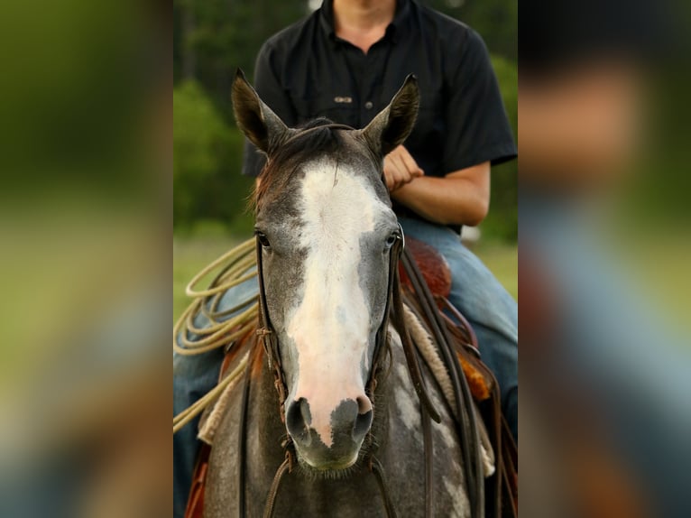 American Quarter Horse Merrie 3 Jaar 147 cm Schimmel in Huntsville