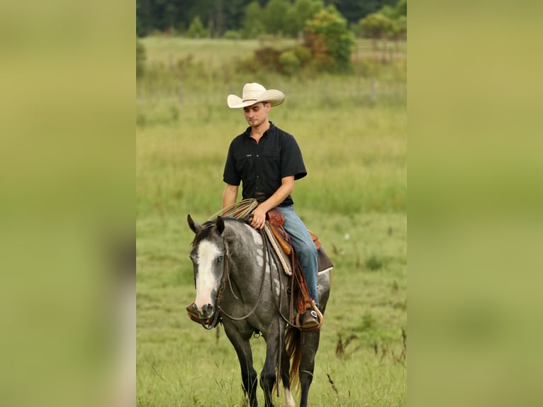 American Quarter Horse Merrie 3 Jaar 147 cm Schimmel in Huntsville