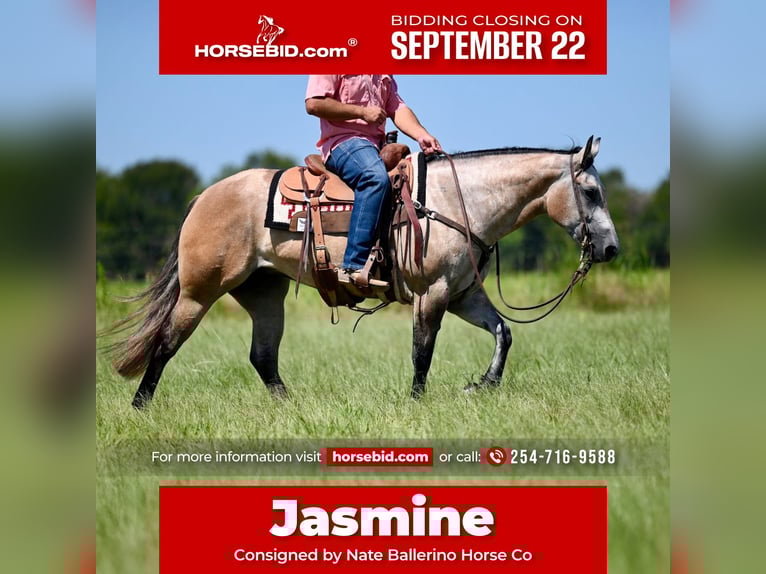 American Quarter Horse Merrie 3 Jaar 147 cm Schimmel in Waco, TX