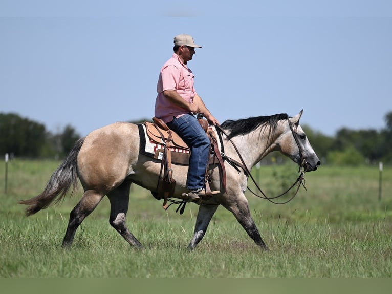 American Quarter Horse Merrie 3 Jaar 147 cm Schimmel in Waco, TX