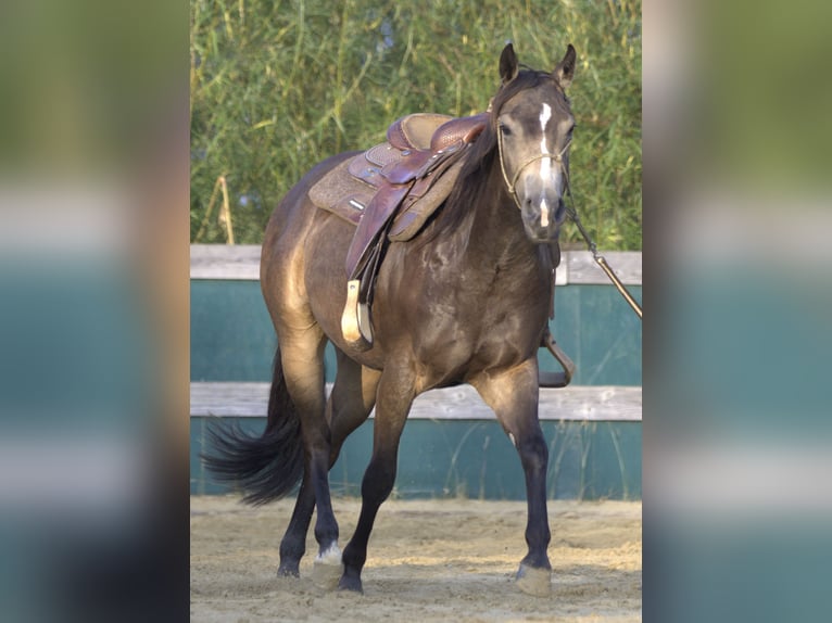 American Quarter Horse Merrie 3 Jaar 148 cm Buckskin in Iffeldorf