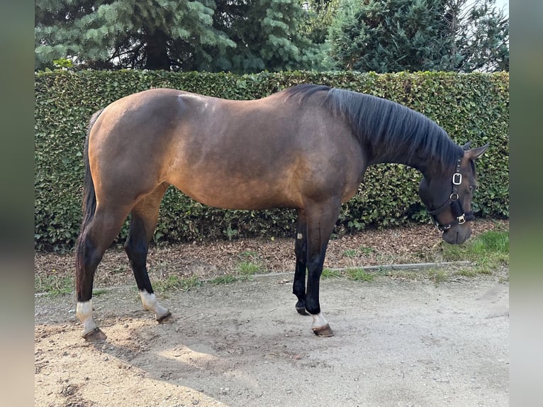 American Quarter Horse Merrie 3 Jaar 148 cm Donkerbruin in Grote-Brogel