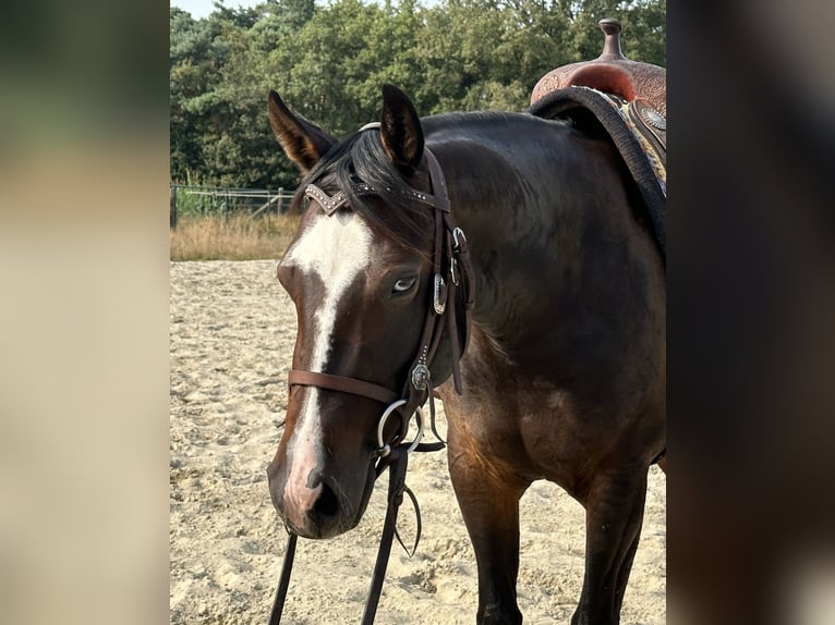 American Quarter Horse Merrie 3 Jaar 148 cm Donkerbruin in Grote-Brogel