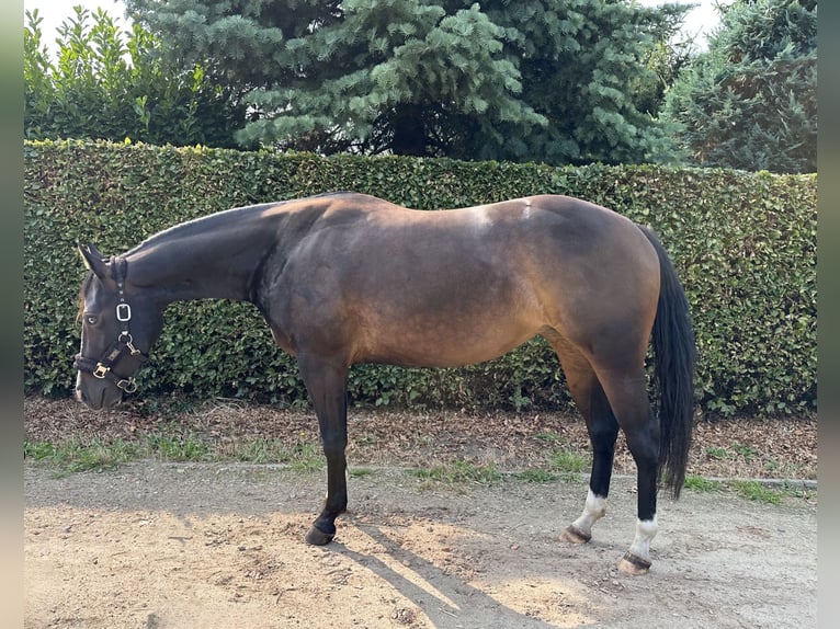 American Quarter Horse Merrie 3 Jaar 148 cm Donkerbruin in Grote-Brogel