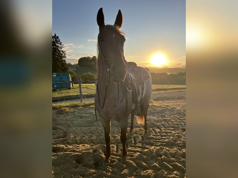 American Quarter Horse Merrie 3 Jaar 148 cm Roan-Red in Kappelen