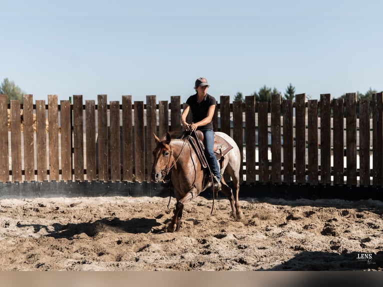 American Quarter Horse Merrie 3 Jaar 148 cm Roan-Red in Kappelen