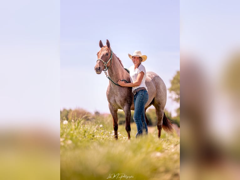American Quarter Horse Merrie 3 Jaar 148 cm Roan-Red in Kappelen