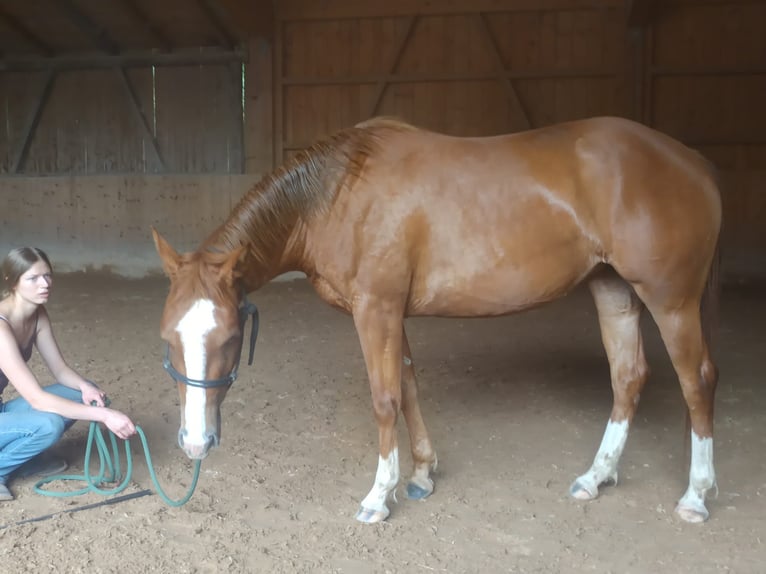 American Quarter Horse Merrie 3 Jaar 148 cm Vos in Bad Kohlgrub