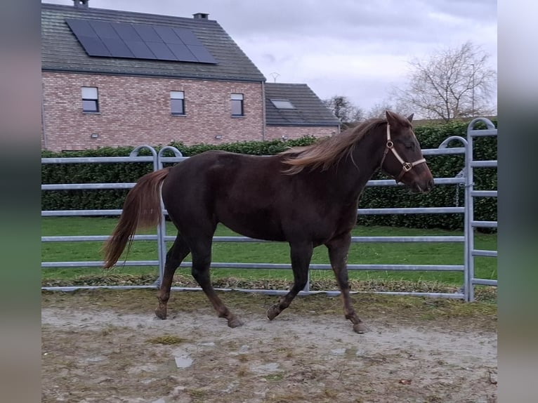 American Quarter Horse Merrie 3 Jaar 148 cm Vos in Clavier