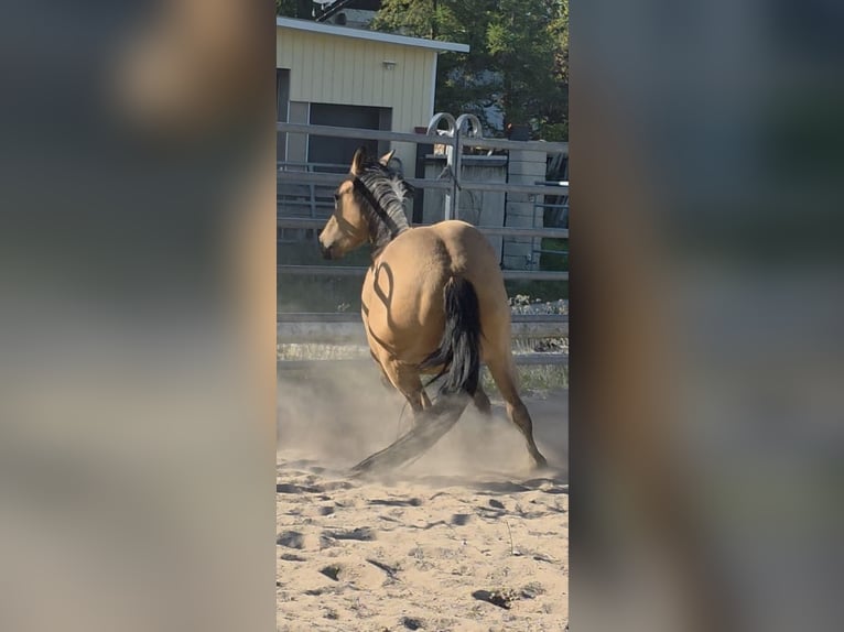 American Quarter Horse Merrie 3 Jaar 149 cm Buckskin in Langenbach
