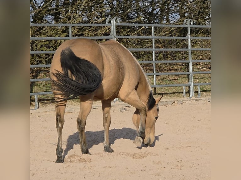 American Quarter Horse Merrie 3 Jaar 149 cm Buckskin in Langenbach