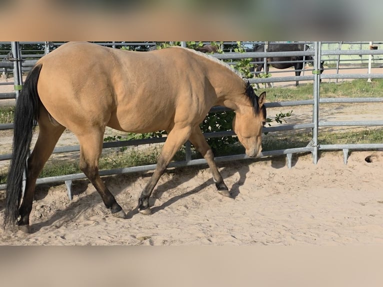 American Quarter Horse Merrie 3 Jaar 149 cm Buckskin in Langenbach
