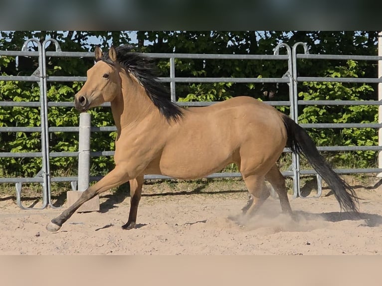 American Quarter Horse Merrie 3 Jaar 149 cm Buckskin in Langenbach