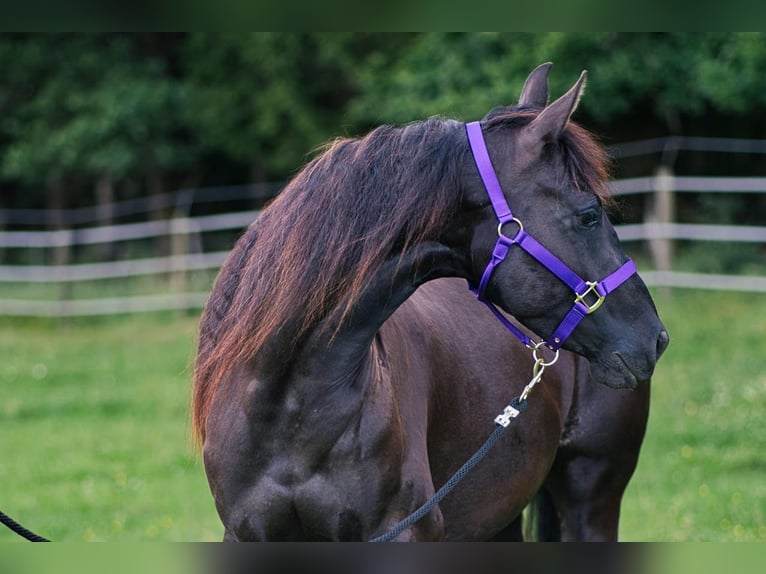 American Quarter Horse Merrie 3 Jaar 149 cm Zwart in Dahlem
