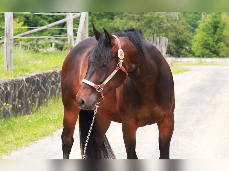 American Quarter Horse Merrie 3 Jaar 150 cm Bruin in Windeck